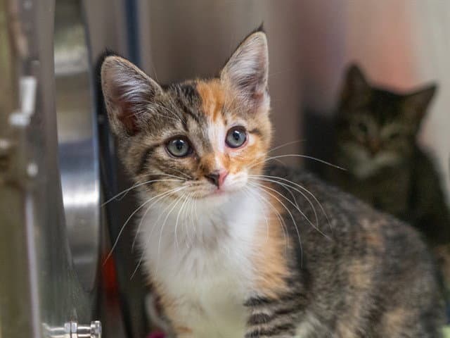 Rosie - Domestic Short Hair