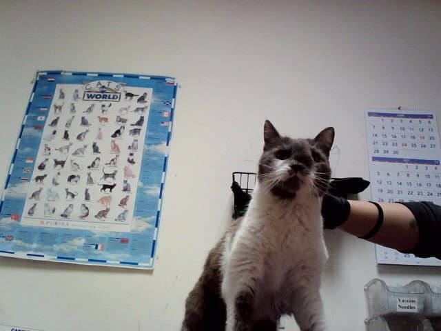 Missy - Domestic Short Hair