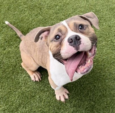 Beast - Pit Bull Terrier