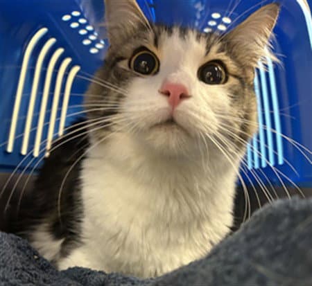Habibi - Domestic Long Hair