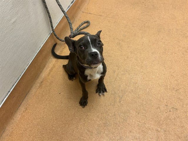Pia - Pit Bull Terrier