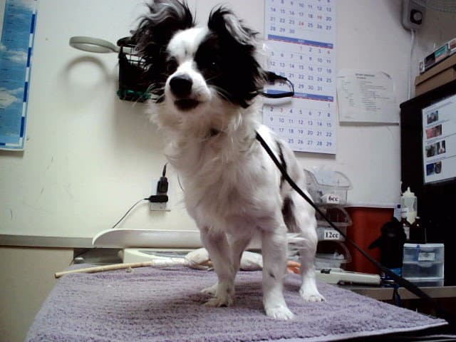 Jared - Terrier