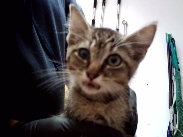Unknown - Domestic Short Hair