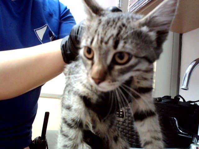 Unknown - Domestic Short Hair