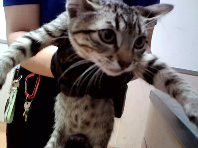 Unknown - Domestic Short Hair