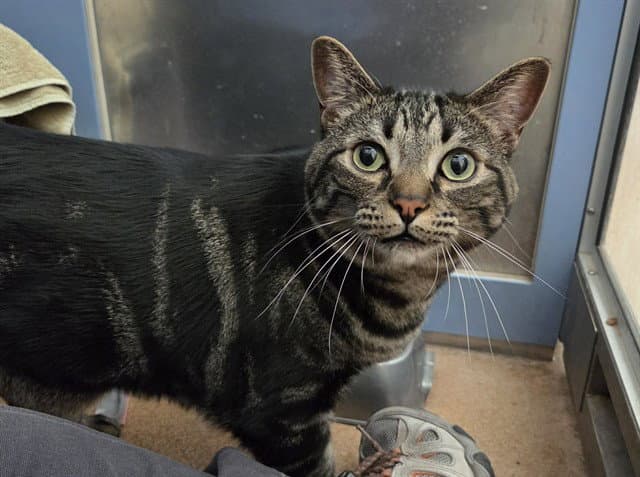 Louie - Domestic Short Hair