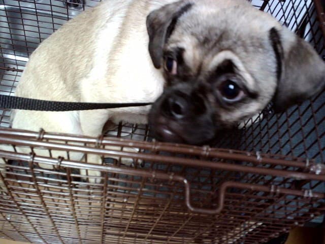 Unknown - Pug