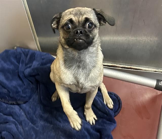 Unknown - Pug