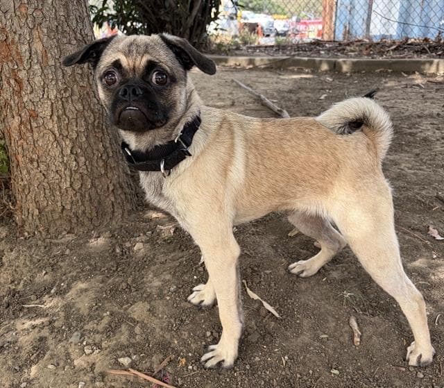 Unknown - Pug