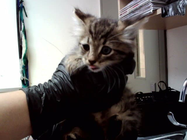 Unknown - Domestic Medium Hair