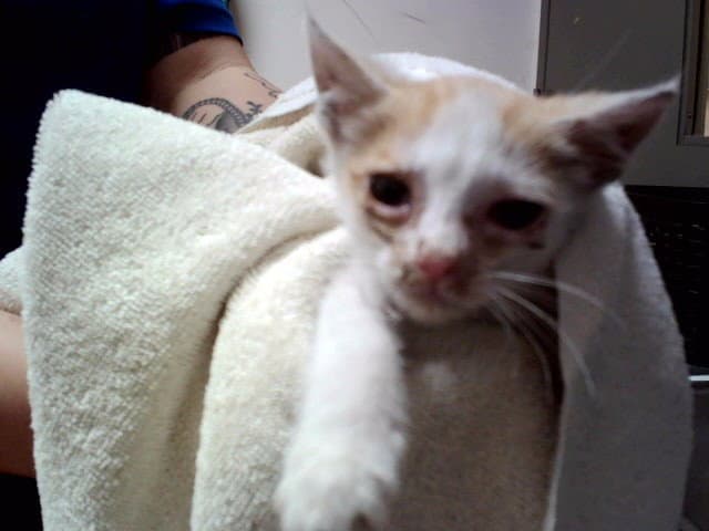Unknown - Domestic Short Hair