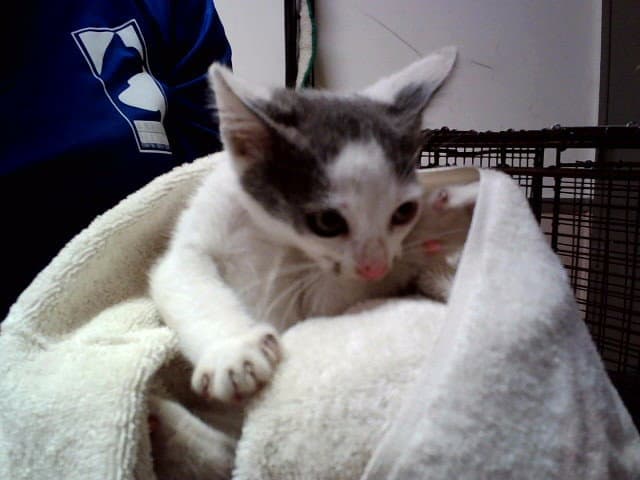Unknown - Domestic Short Hair
