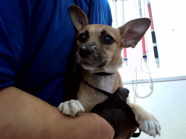 Unknown - Terrier