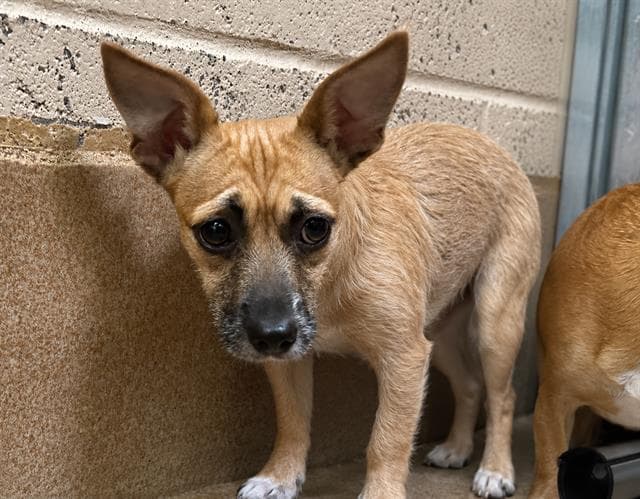 Unknown - Terrier