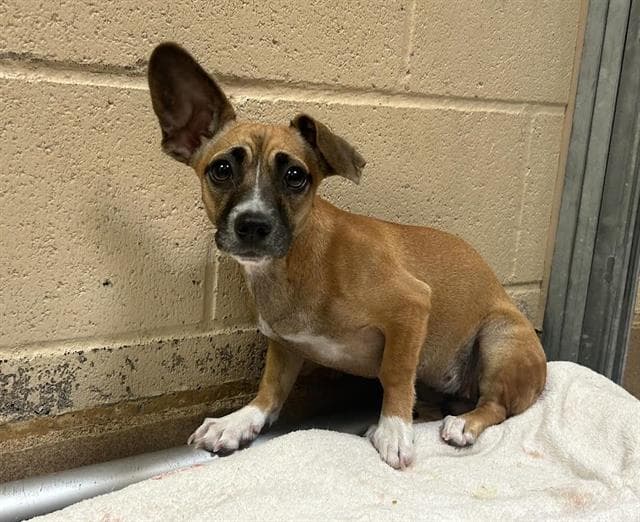 Unknown - Terrier