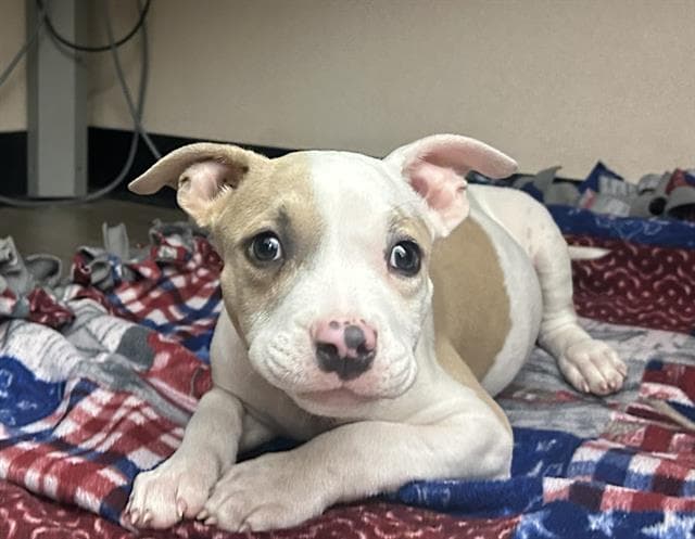 Ember - Pit Bull Terrier