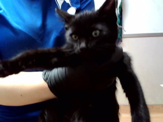 Cooper - Domestic Short Hair