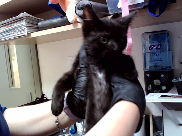 Levi - Domestic Short Hair
