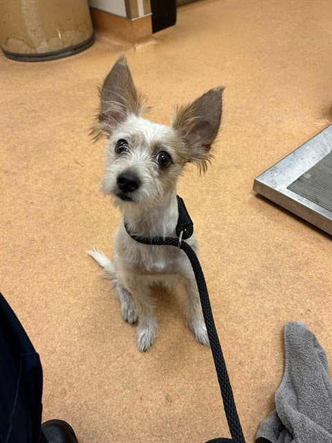 Unknown - Terrier