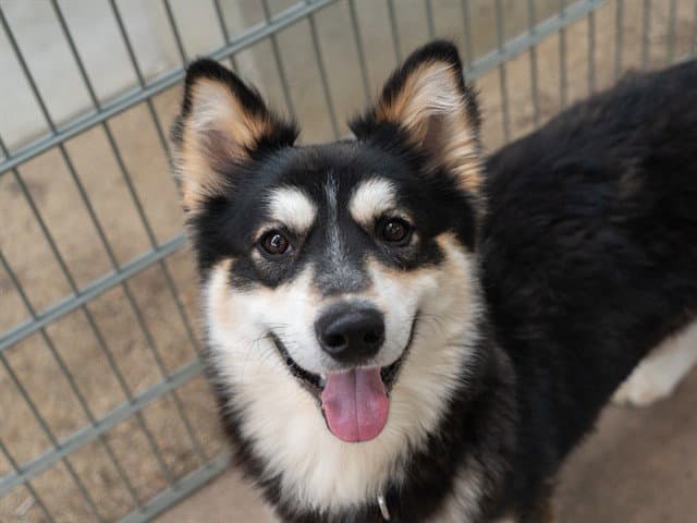 Hubble - German Shepherd Dog