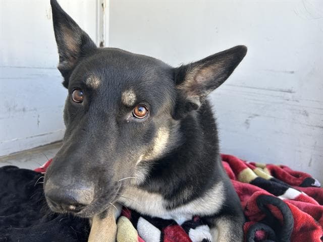 Altair - German Shepherd Dog