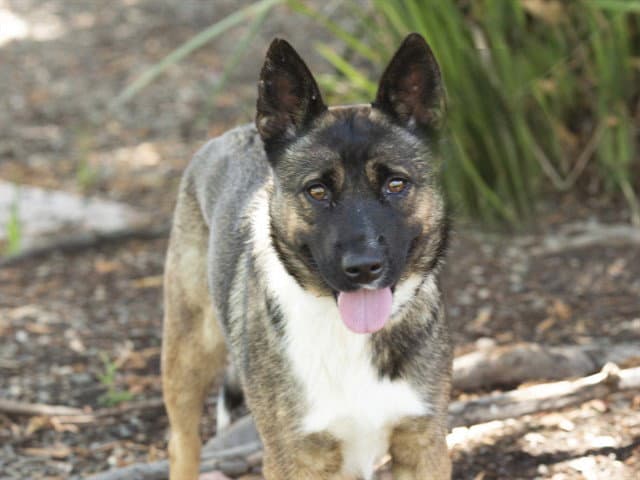 Lyra - German Shepherd Dog