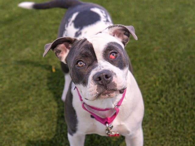 Venus - Pit Bull Terrier