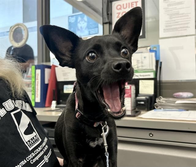 Vega - Terrier