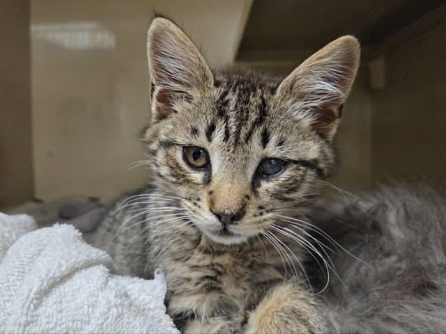 Unknown - Domestic Short Hair