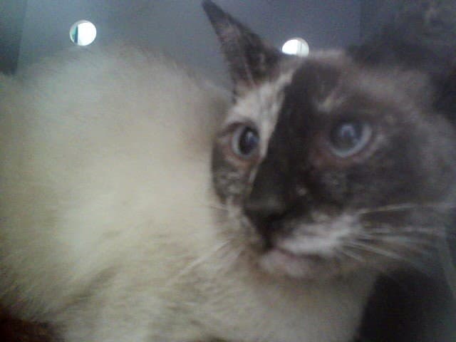 Unknown - Domestic Short Hair