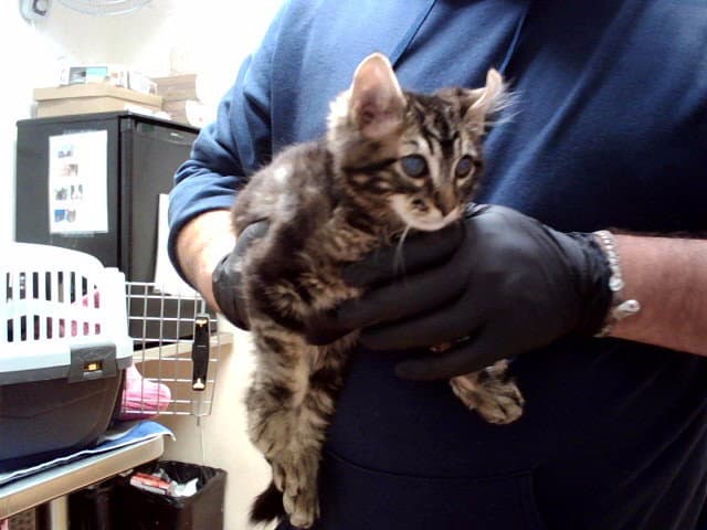 Unknown - Domestic Medium Hair