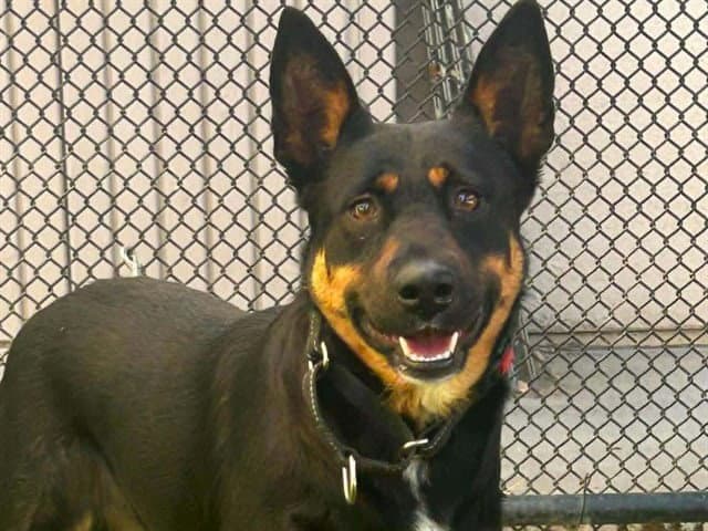 Unknown - German Shepherd Dog