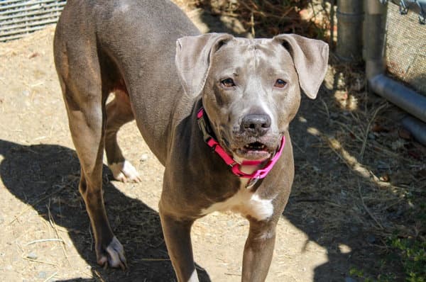 Diamond - Pit Bull Terrier