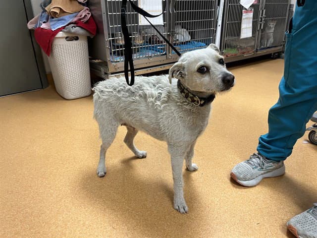 Unknown - Terrier