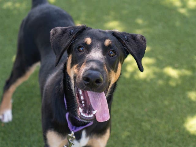 Dipper - German Shepherd Dog
