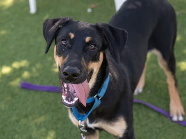 Mabel - German Shepherd Dog