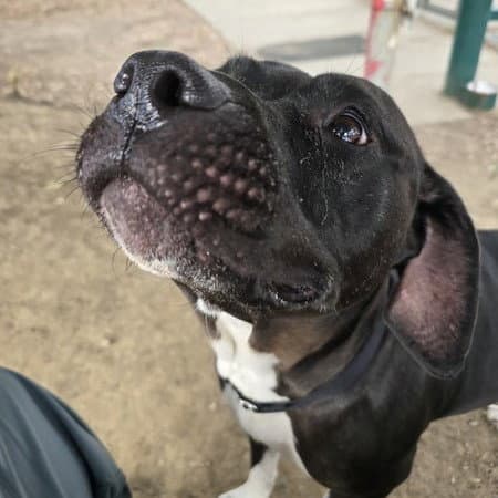 Sunny - Labrador Retriever