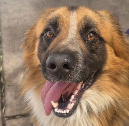 Beasley - German Shepherd Dog