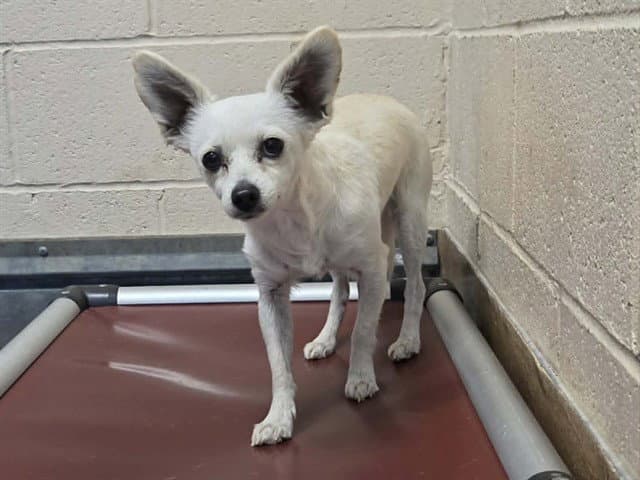 Unknown - Chihuahua