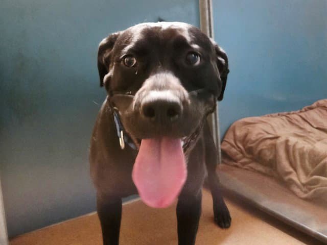 Lilypad - Labrador Retriever