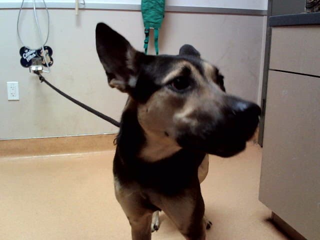 Canary - German Shepherd Dog