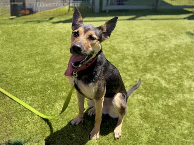Canary - German Shepherd Dog
