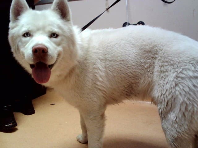 Crux - Siberian Husky