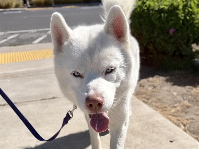 Crux - Siberian Husky
