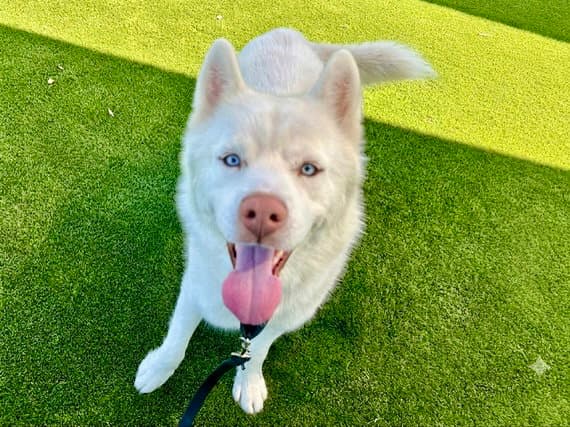 Crux - Siberian Husky