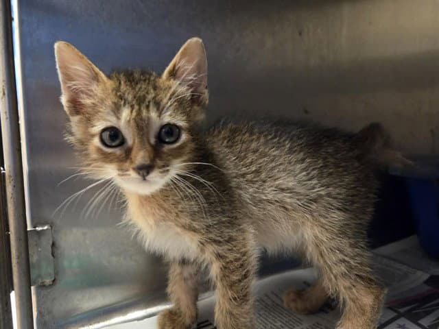 Unknown - Domestic Short Hair
