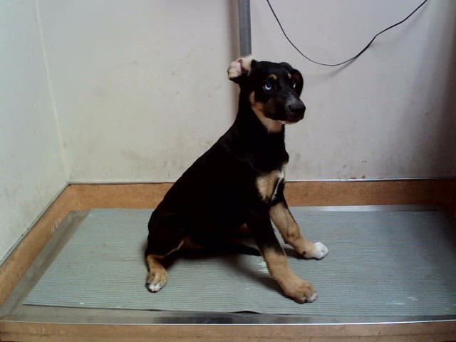 Capella - German Shepherd Dog
