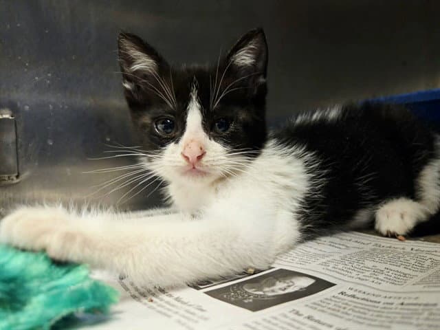 Unknown - Domestic Short Hair