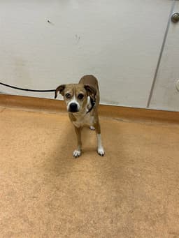 Charlie image 1