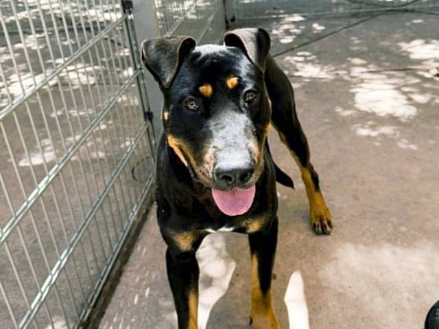 Romeo - Rottweiler